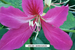 Hong-Kong-Bauhinia-Blakeana