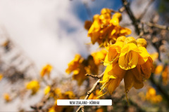 New-Zealand-Kowhai