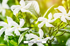 Philippines-Sampaguita-